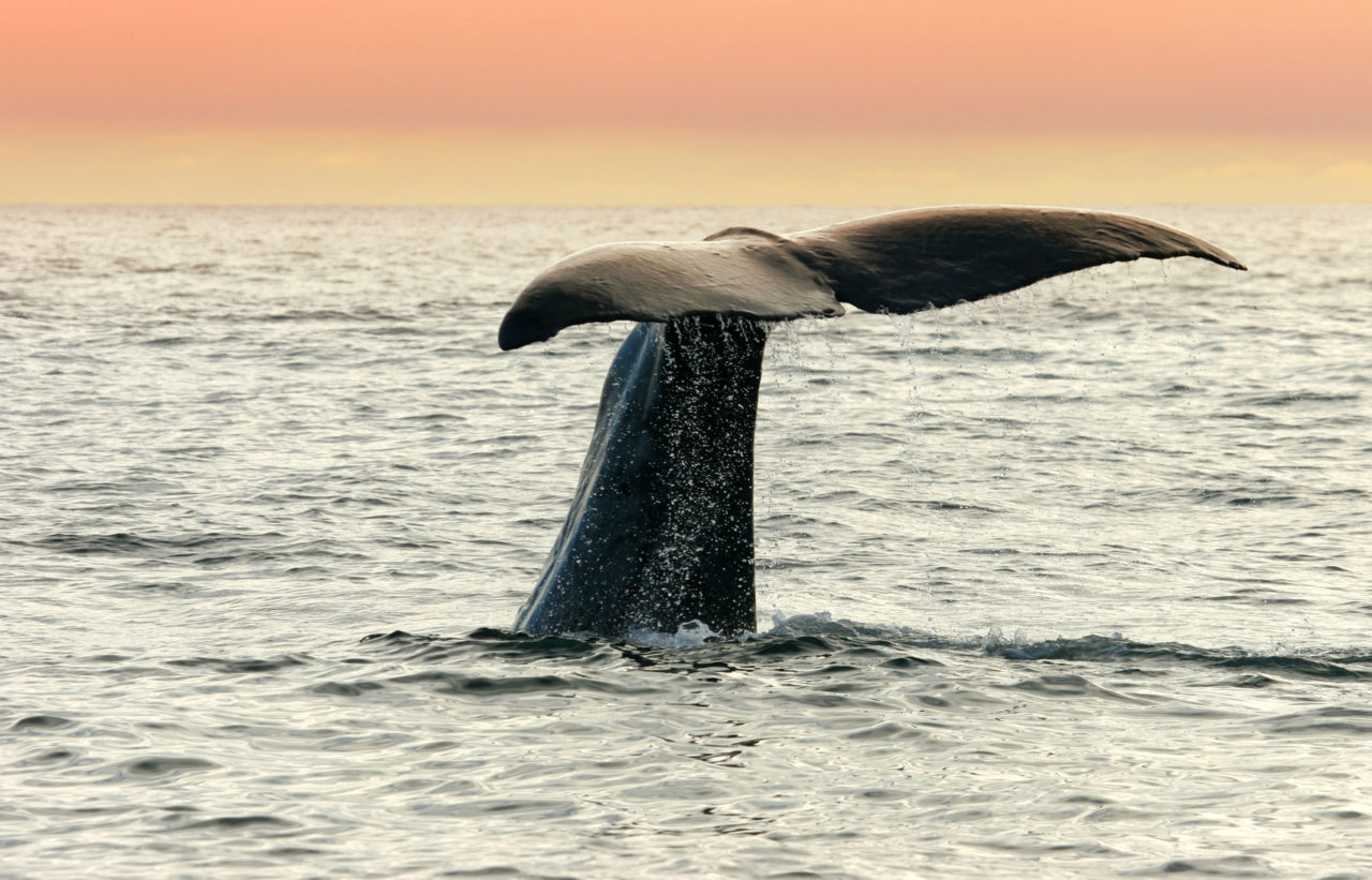 Not a Fluke: Why These Whales are Losing Their Tails
